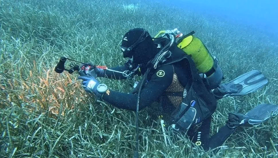 Meksika Körfezi'ndeki Petrol Kazasından Sonra Deniz Canlıları Yüzde 60 Azaldı