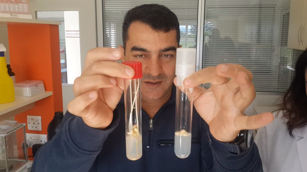 Hastalıklardan Arı Narenciye Fidesi Yetiştiriliyor... Laboratuvar Çalışmaları Başladı