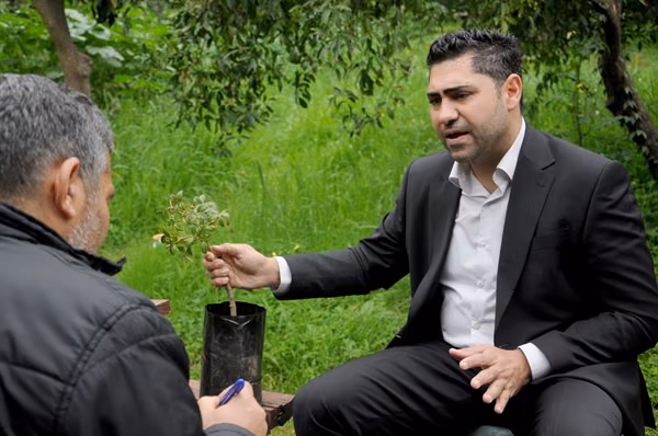 Kıbrıs İklimine Uygun, Bakım İstemeyen ama Kârlı Bir Ağaç... "Sakız Ağacı"
