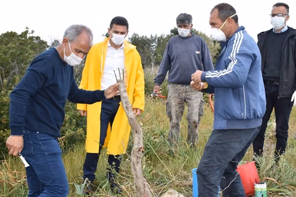 Tarım Bakanı Oğuz, Yabani Zeytinlerle İlgili Yürütülen Pilot Çalışmayı İnceledi