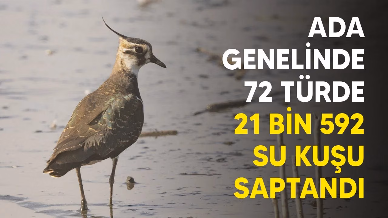 Ada Genelindeki Sayımda 72 Türde 21 Bin 592 Su Kuşu Saptandı