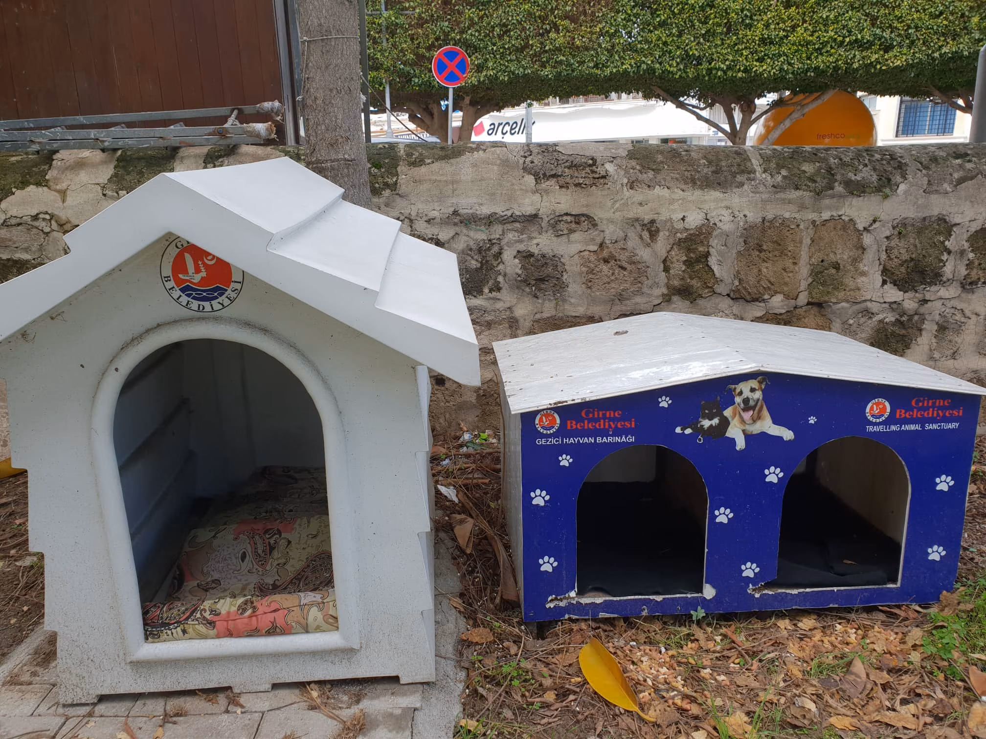 Girne Belediyesi Köpeklerle İlgili Çalışmalarını Sürdürüyor