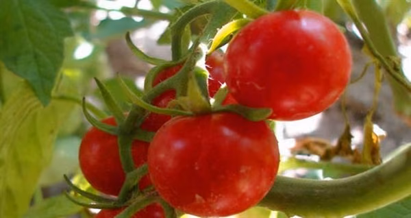 Yeşilköy’de Domates Güvesi İle Biyoteknik Mücadele Konulu Uygulamalı Eğitim Verilecek