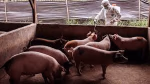Endonezya'da Afrika Domuz Vebası Nedeniyle 24 Bin 822 Domuz Telef Oldu