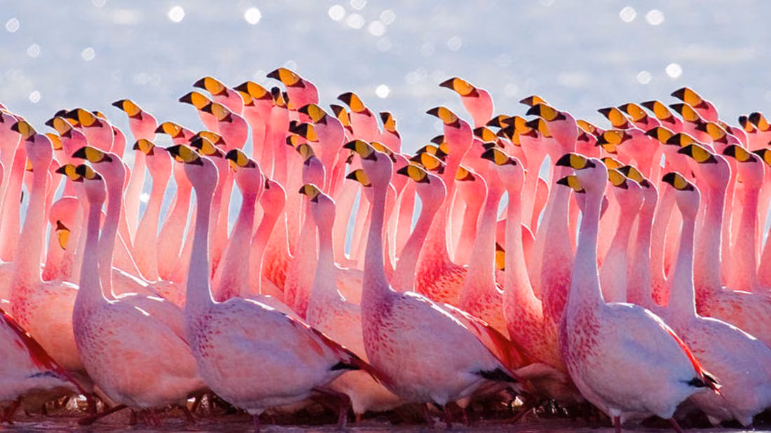 Kıbrıs’ın Güzel Kış Konukları Flamingolar…