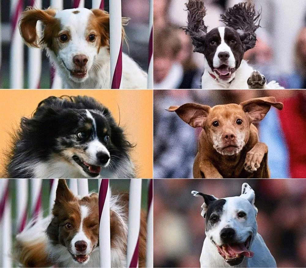 Köpek Adları Da Corona Virüsten Etkilendi